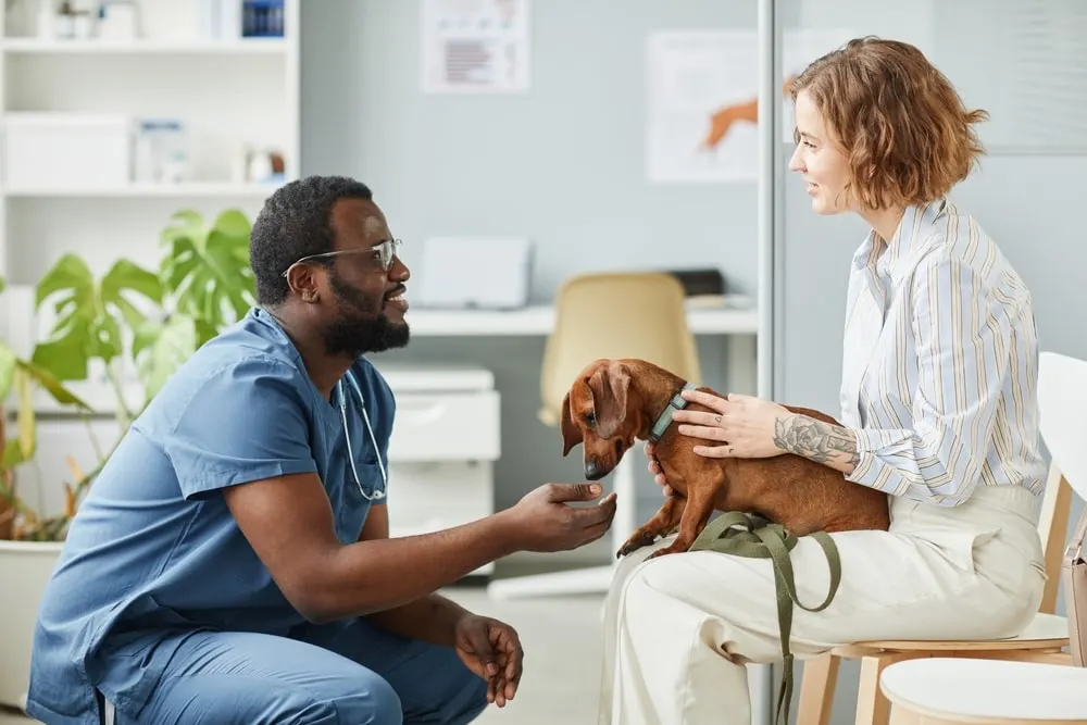 Becoming a veterinarian